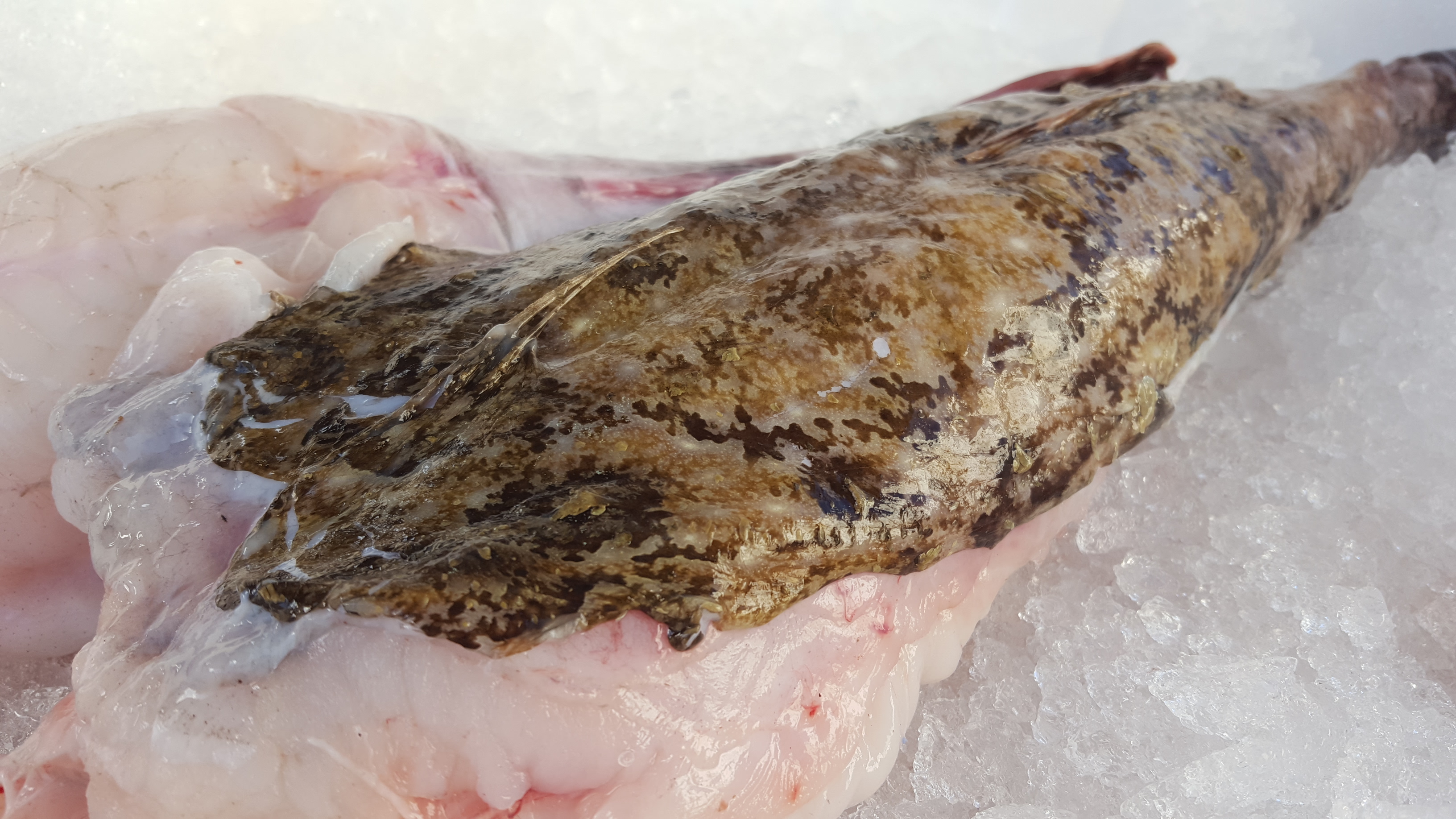 How to perpare Monkfish