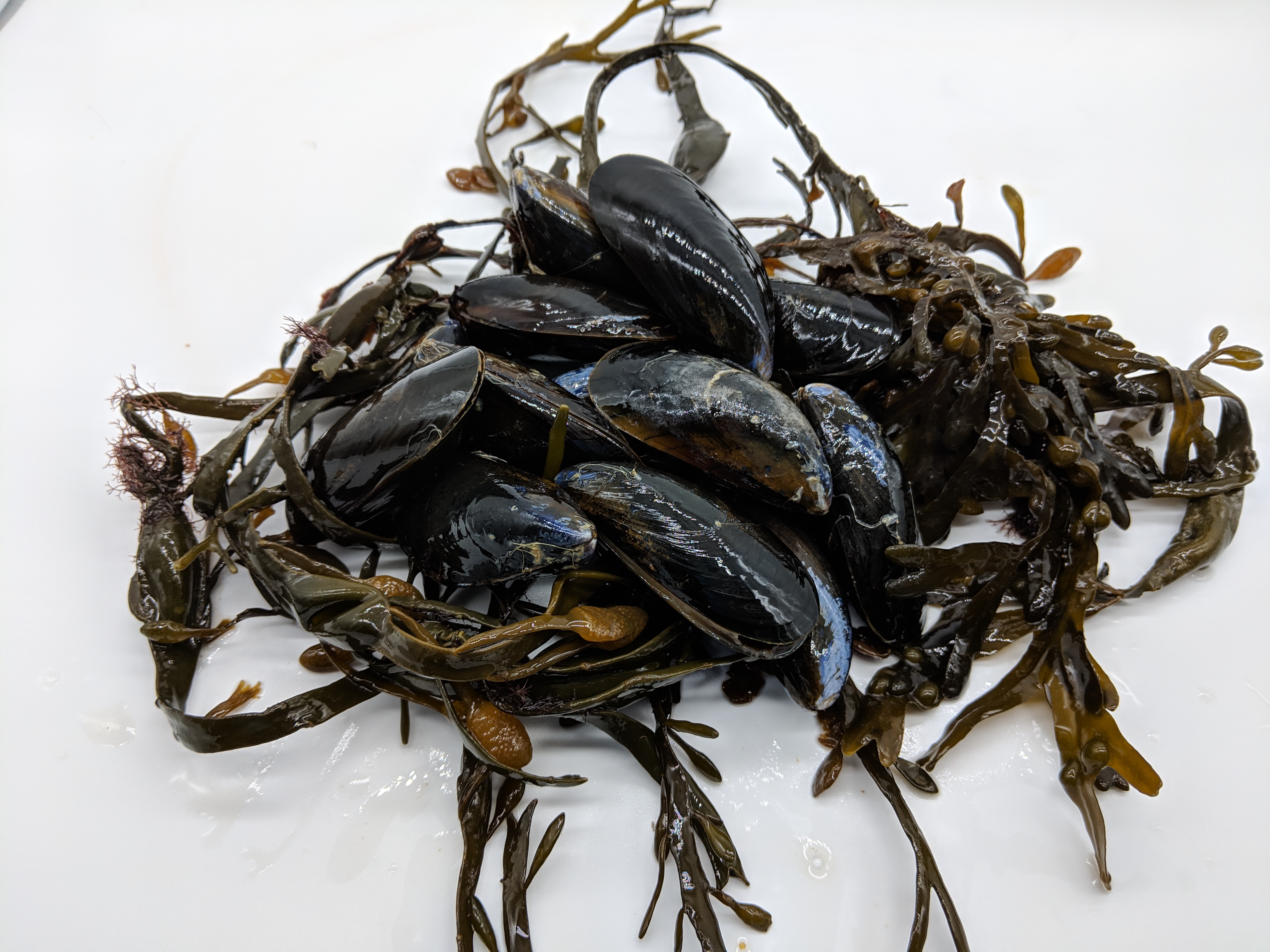 Mussels_(53).jpg
