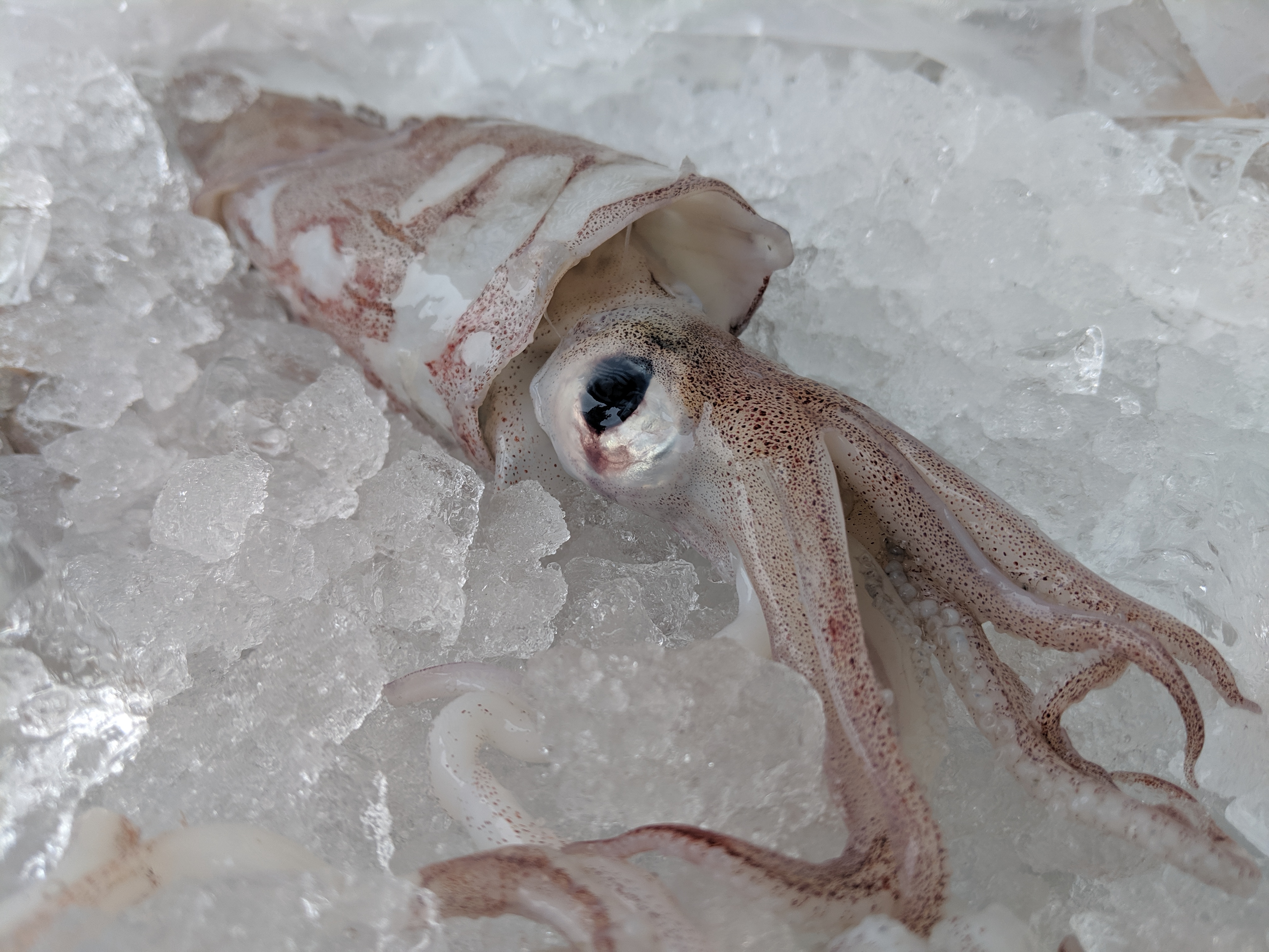 Squid_(57).jpg